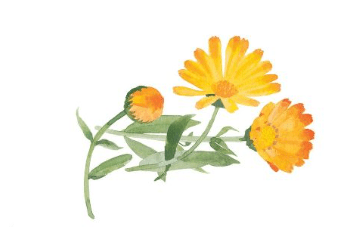 Weleda, Crema facial de calendula